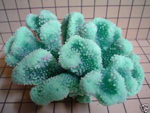 Artificial Coral/Cauliflower Acropora  