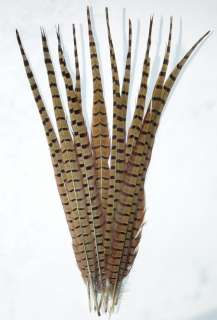LOT OF 10 LONG RINGNECK PHEASANT TAIL FEATHERS 18 20  