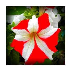  Ultra Red & White Petunia Seed Pack Patio, Lawn & Garden