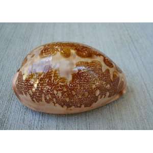  Ancient Map Cowrie Seashell (Cypraea Mappa) Everything 