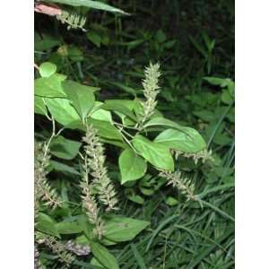  Itea Virginica   Virginia Sweetspire Patio, Lawn & Garden