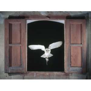 Barn Owl Flying into Building Through Window Carrying Mouse Prey 