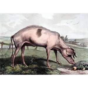 French Hog large Etching Landseer, Sir Edwin H Thomas Animals, Dogs 