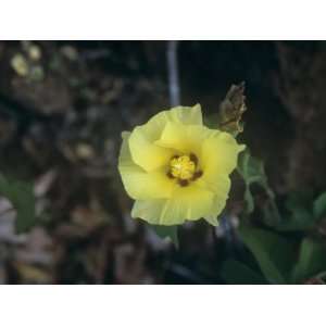  Galapagos or Darwins Cotton Flower (Gossypium Darwinii 