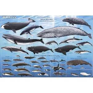  Feenixx Publishing Whales Poster