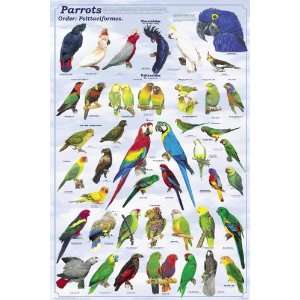  Parrots Deluxe Laminated Poster