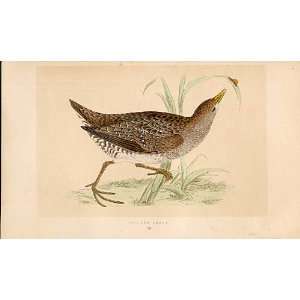  Spotted Crake British Birds 1St Ed Morris 1851