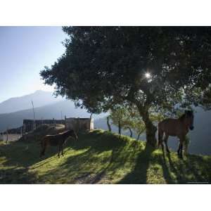 Horse, Colt as Dawn Shines Through Tree by House in Venezuelan Andes 