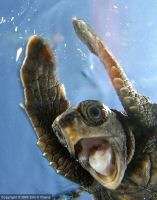 excited sea turtle