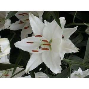  New Zealand Pre cooled Lily Laguna 16 18 cm. 200 pack 