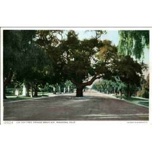  Reprint Pasadena CA   Live Oak Tree, Orange Grove Ave 1900 