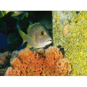  Schoolmaster Snapper Hovers near a Sponge Encrusted 