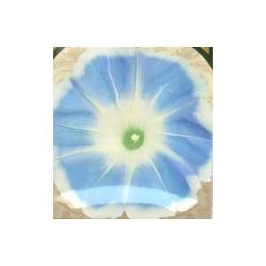  Ripples on Beach Morning Glory Seed Pack Patio, Lawn 