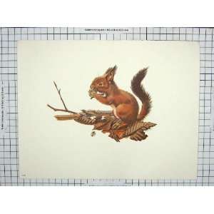    Antique Colour Print Squirrel Rodent Schnabel