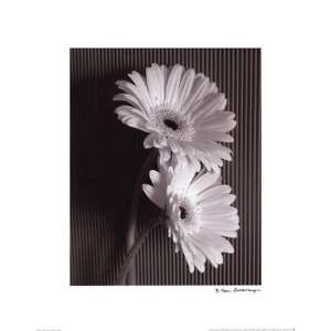  Fresh Cut Gerbera Daisy I   Poster by Debra Van Swearingen 