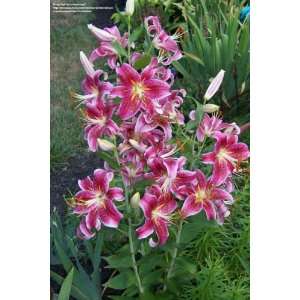    Oriental Lily Star Gazer 3 bulbs potted plant Patio, Lawn & Garden