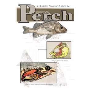 SciEd Fishers Mini Dissection Guide to the Bony Fish  