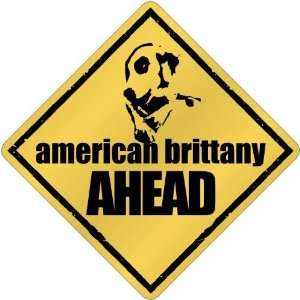   New  American Brittany Bites Ahead   Crossing Dog