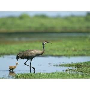 Sandhill Crane Wades with its Young in the Water National Geographic 