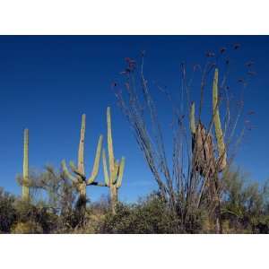 Saguaro Cacti in Southern Arizona   Splendid 16x20 Photographic 