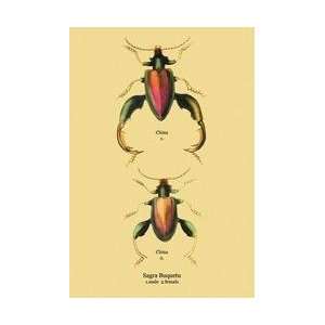  Beetle Chinese Sagra Buquetu #2 20x30 poster