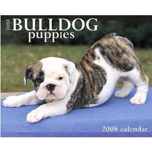  Just Bulldog Puppies 2008 Wall Calendar