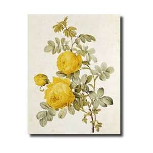   Roses By Claude Antoine Thory 17571827 Giclee Print
