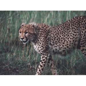 Cheetah Stalking Through Tall Grasses, Kenya Premium 