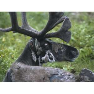 Finland, Rovaniemi a Reindeer, Shedding its Winter Coat, Rests in the 