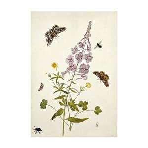  Ros Willowherb and Buttercups by Thomas Robins jr 