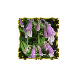  1 Lb Hairy Beardtongue (Penstemon hirsutus) Bulk 