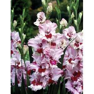   Love Border Gladiolus 10 Bulbs   NEW   Ruby Red Patio, Lawn & Garden