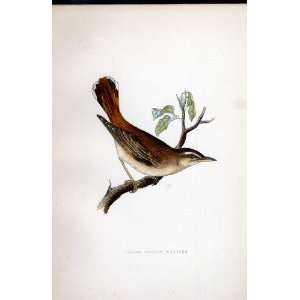  Lesser Rufous Warbler Bree H/C 1875 Old Prints Birds