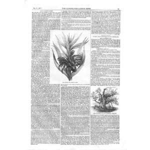  Robber Crab Up A Tree Antique Print 1857