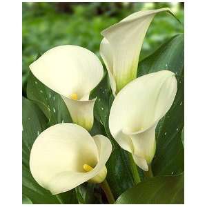  Dutch Calla Captain Ventura 16 18 cm. 25 pack Patio, Lawn 