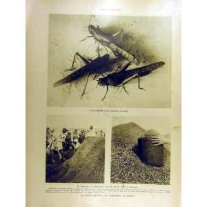  1930 Locust Insect Morocco Mazagan Halles Market France 