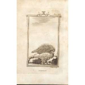  Coendou 1812 Buffon Natural History Pl 285