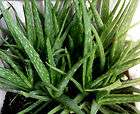 Large 10 Live Healthy Succulent Medicinal Aloe Vera Plant NR