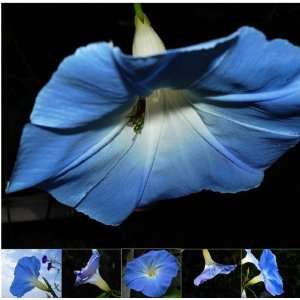  Miette Michie Photography Note Cards Morning Glories 