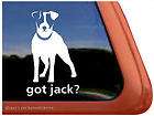Jack Russell Terrier  