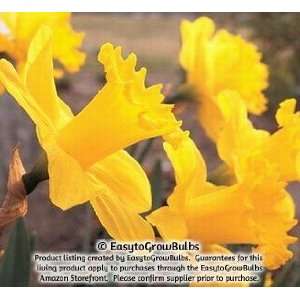  Narcissus (Daffodils) Marieke   10 very large bulbs   15 