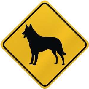  ONLY  BELGIAN MALINOIS  CROSSING SIGN DOG