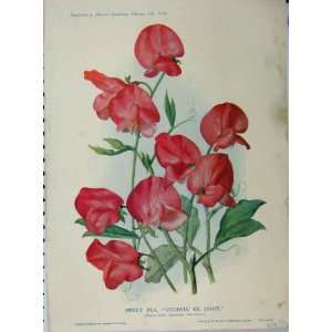  1910 Sweet Pea Vicomte Janze Red Flowers Green Leaves 