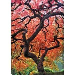  West Of The Wind OU 33540 Japanese Maple Tree   All 