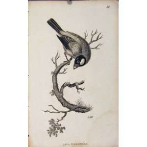  Java Grosbeak Fine Art Engraving Old Print Antique Bird 