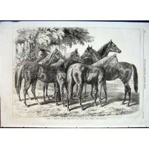  Eltham Kent Horse Horses Blenkiron Sale Yearlings 1868 