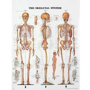 Anatomical Charts   Skeletal System  Industrial 