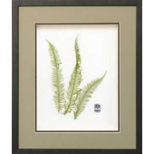  Mountain Fern Basil (Hawaiian Ferns) , 10x13