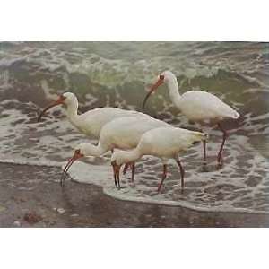  Carl Brenders   Shoreline Quartet White Ibis