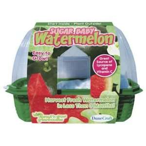  Dunecraft   Sugar Baby Watermelon Sprout N Grow Kit 